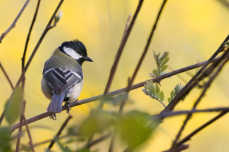 Vogel auf Zweig