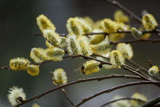 Blühende Eichkätchen in der freienn Natur